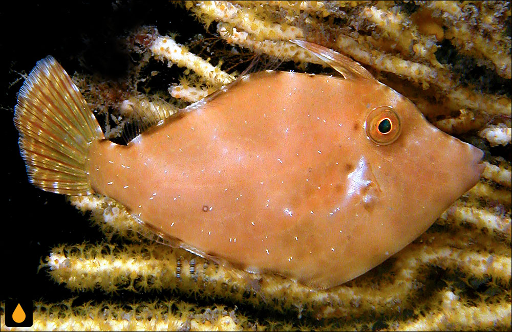 Cantheschenia longipinnis