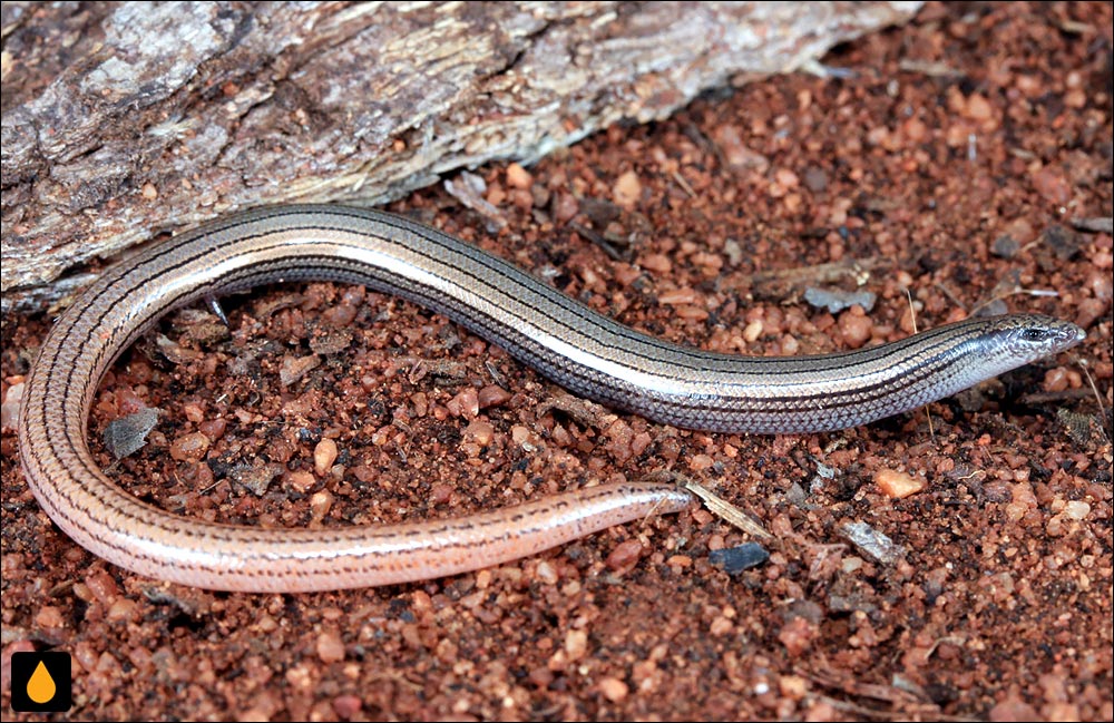 لغزنده‌ی خط‌ریز بیشه‌زار انگور