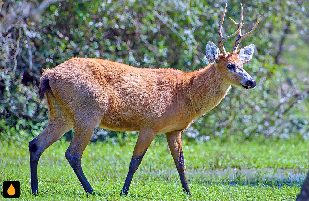 گوزن مردابی