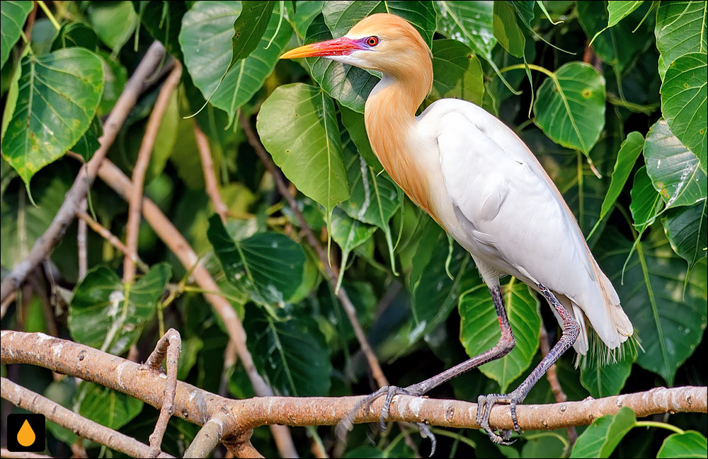 گاوچرانک شرقی