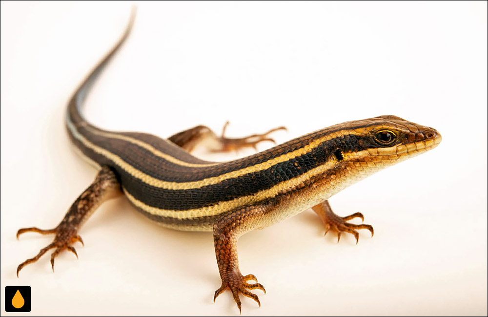 سقنقور پنج‌خط آفریقایی