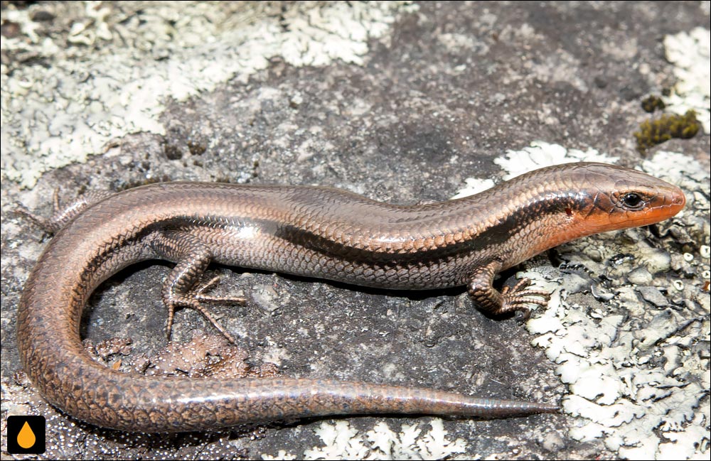 سقنقور جنگلی بلوط