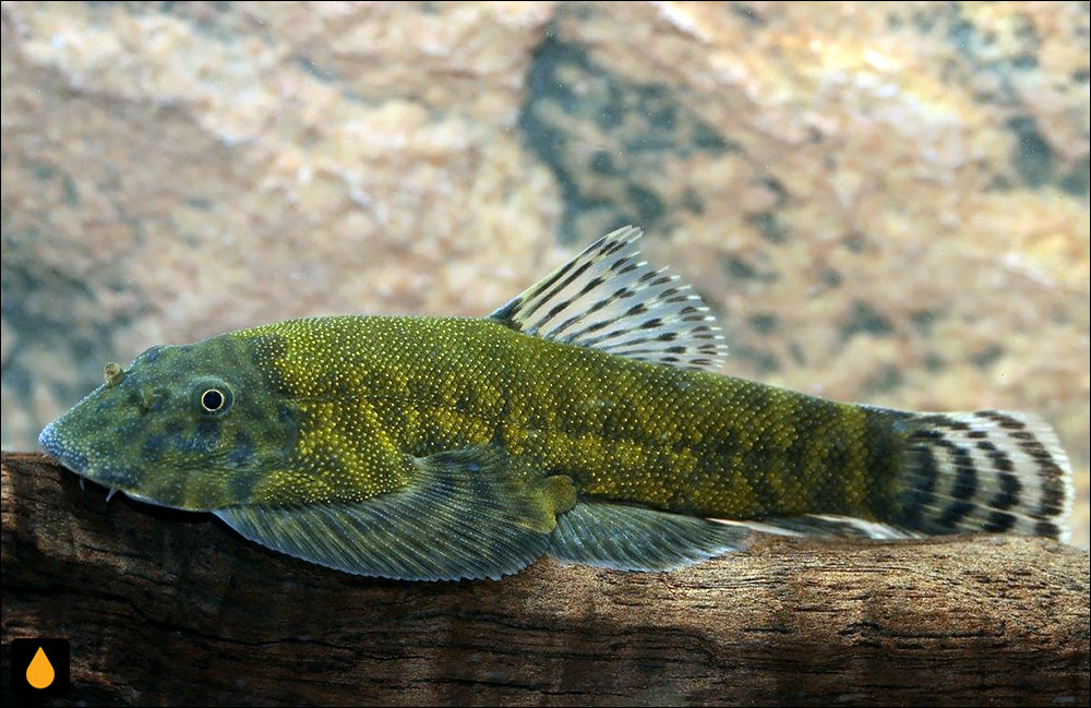 Gastromyzon lepidogaster