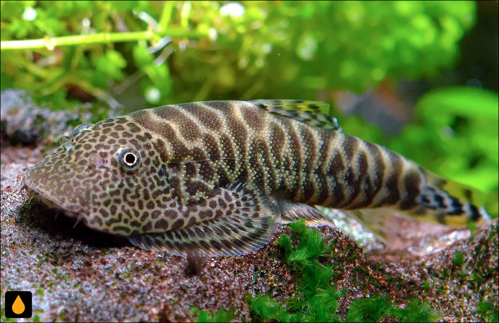 Gastromyzon monticola
