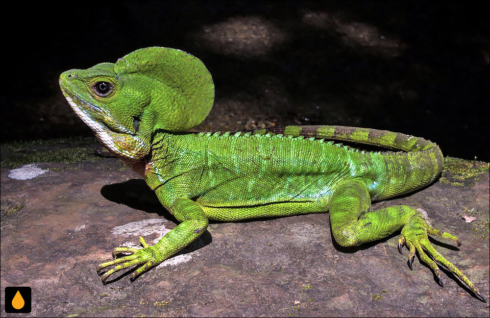 باسیلیسک غربی (باسیلیسک سرسرخ)