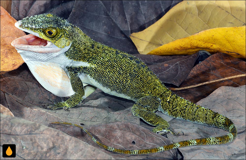 آنول غول‌پیکر غربی (آنول گلوسفید)