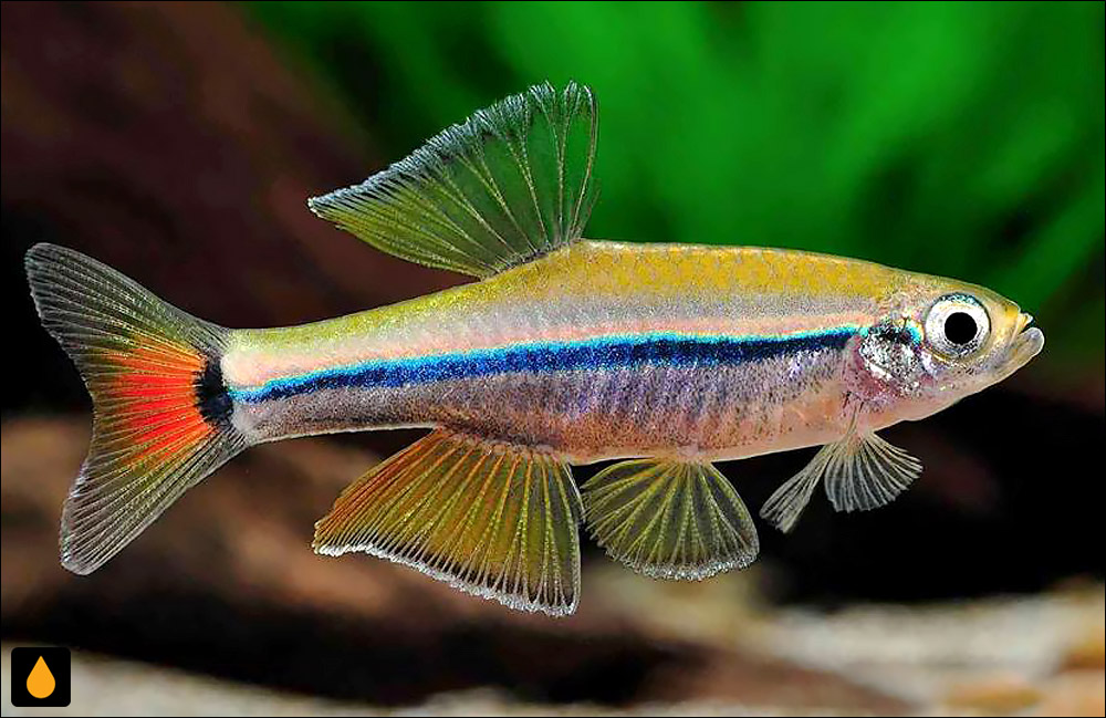 Tanichthys kuehnei