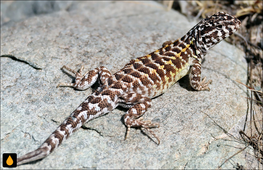 ایگوآنای درختی آراسته