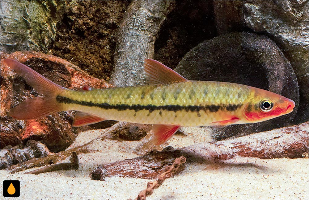 Leporinus brunneus