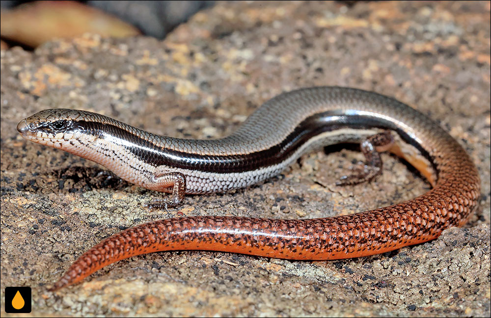 لغزنده‌ی جنوب شرق (سقنقور بوگنویل)