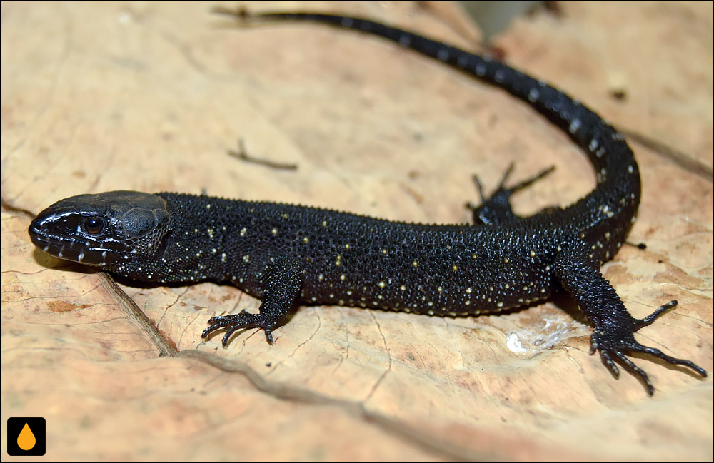 مارمولک شب گرمسیری توکسلا