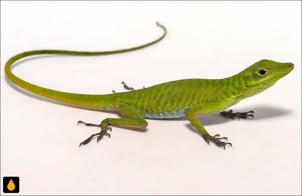 آنول سبز بولانژه