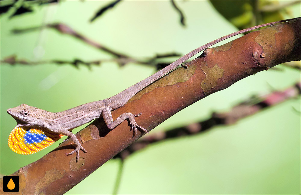 آنول سان سالوادور