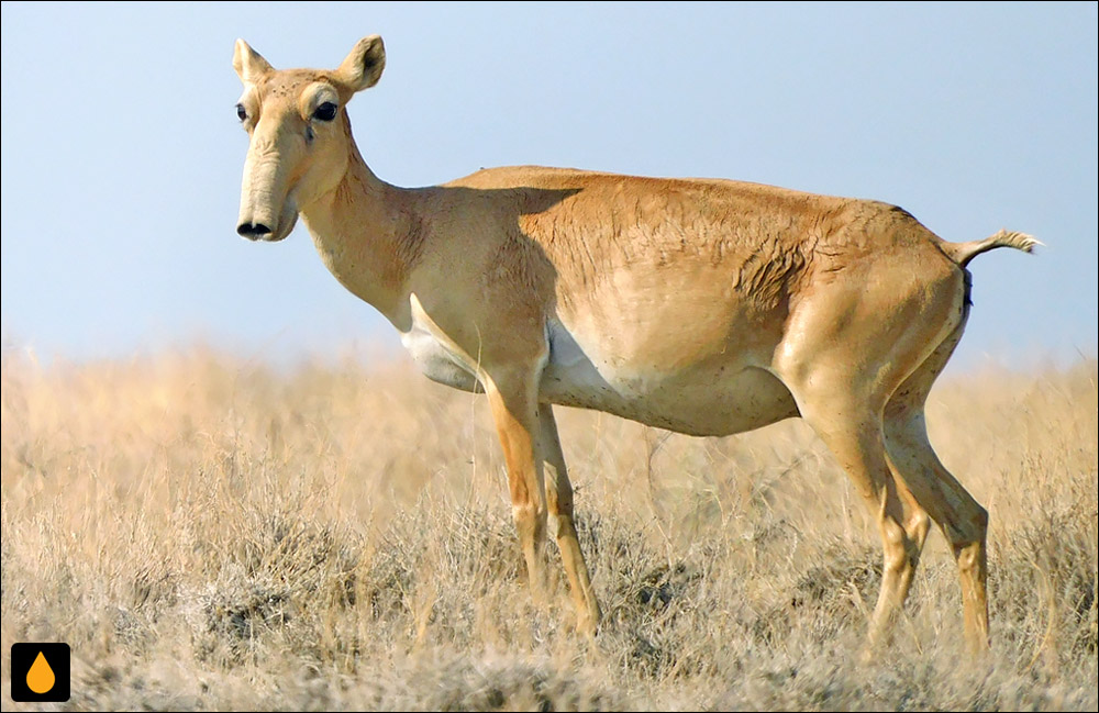 سایگا (پستانداری از خانواده‌ی گاوان)