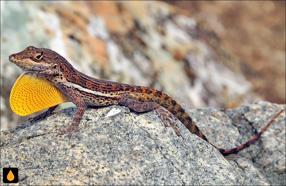 آنول درختی بنک آنگویلا