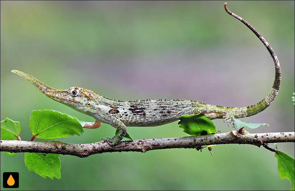 آنول پینوکیو (آنول شاخدار اکوادور)