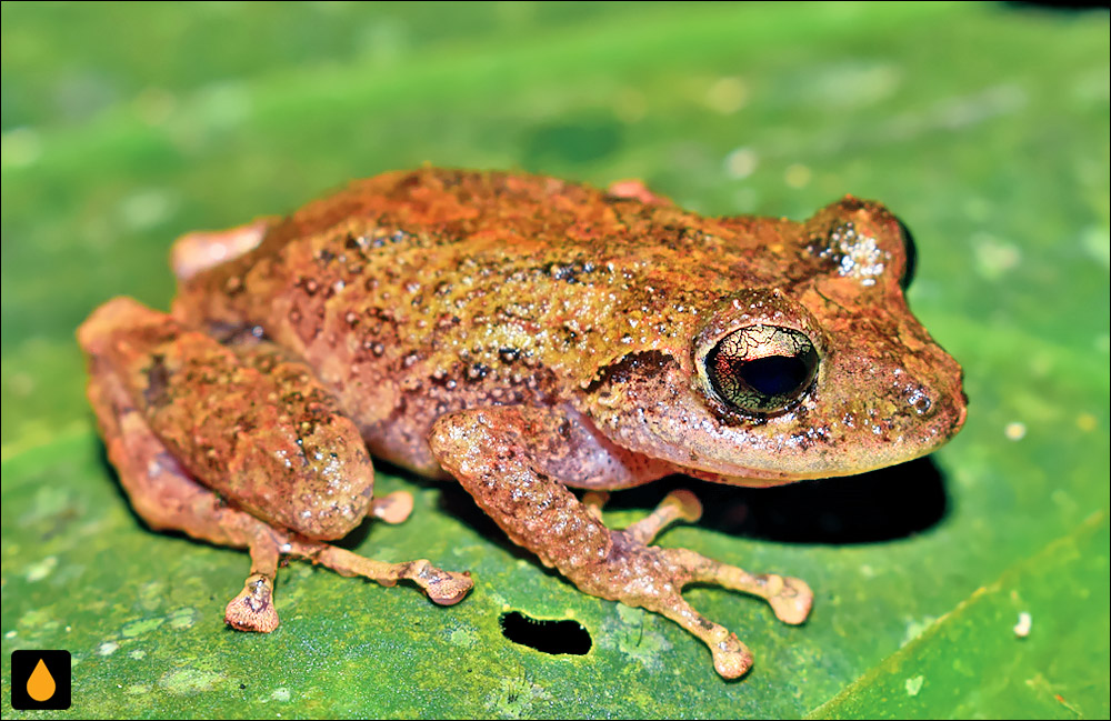 Pristimantis paisa