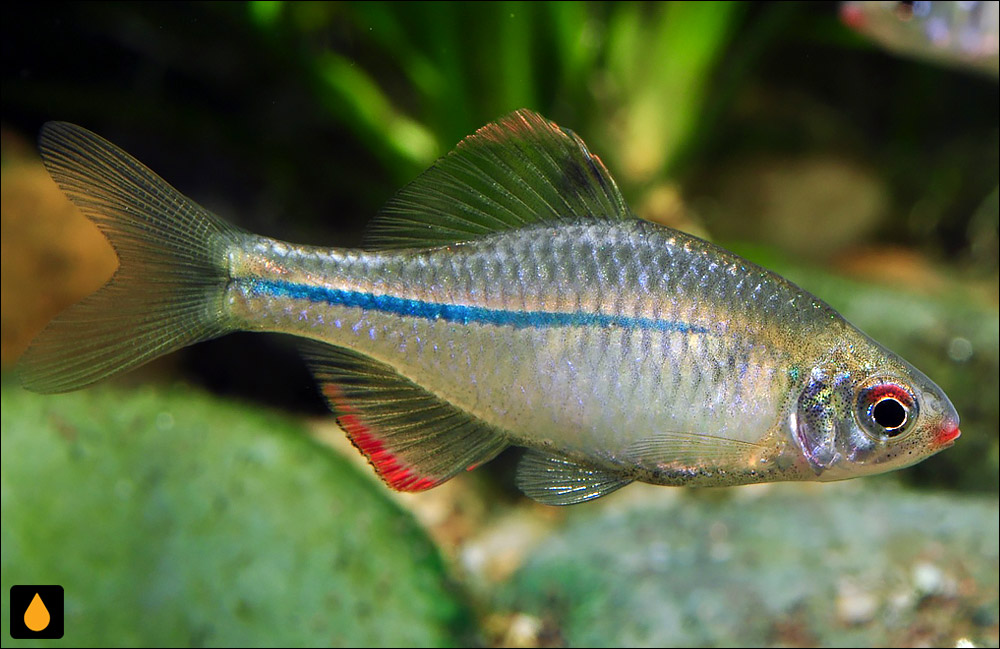 Rhodeus notatus