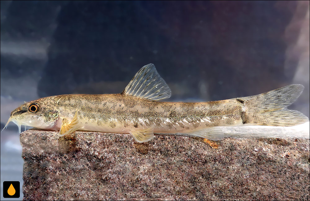 Oxynoemacheilus chaboras