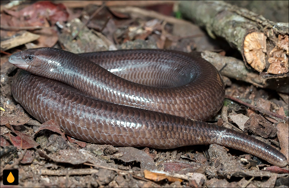 سقنقور بی‌پای غول‌پیکر (سقنقور نیزه‌ای غول‌پیکر)