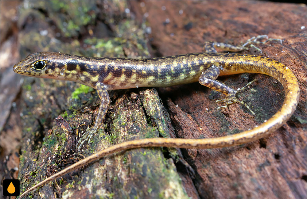 سقنقور جنگلی سلانگور