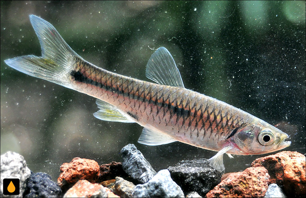 Rasbora aprotaenia