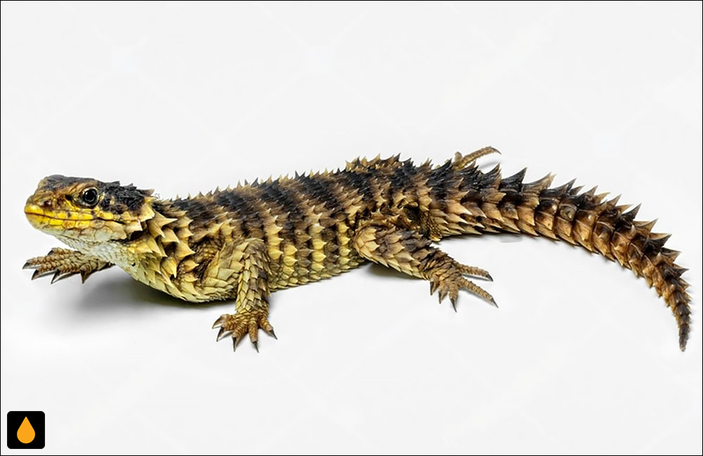 مارمولک کمربنددار غول‌پیکر