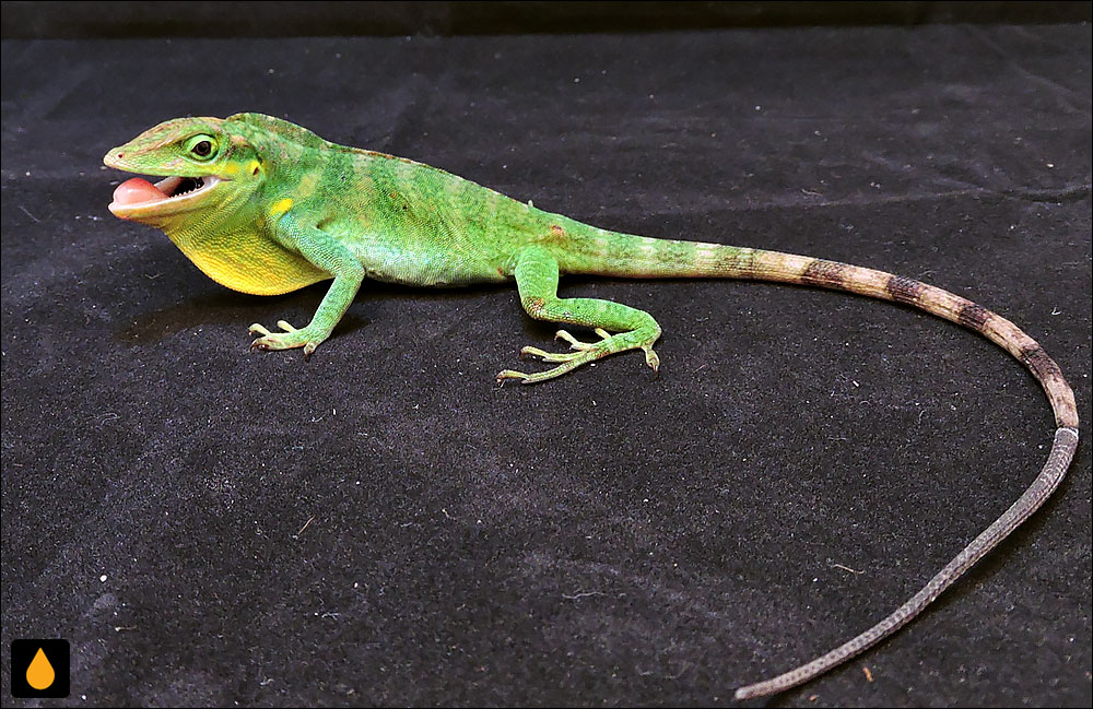 آنول دانیل (آنول اوررآو)