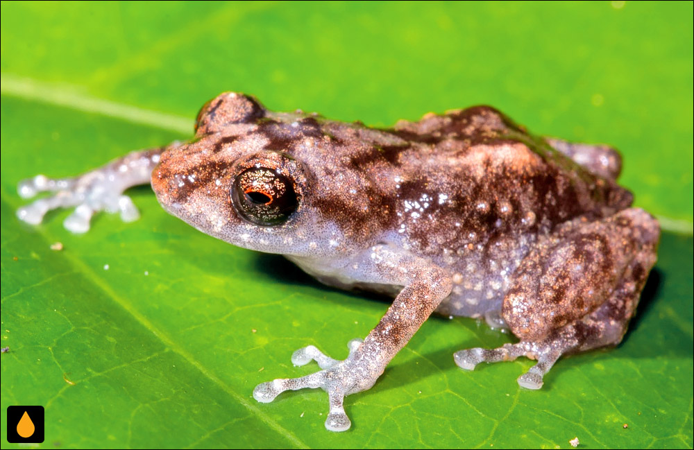 Diasporus anthrax