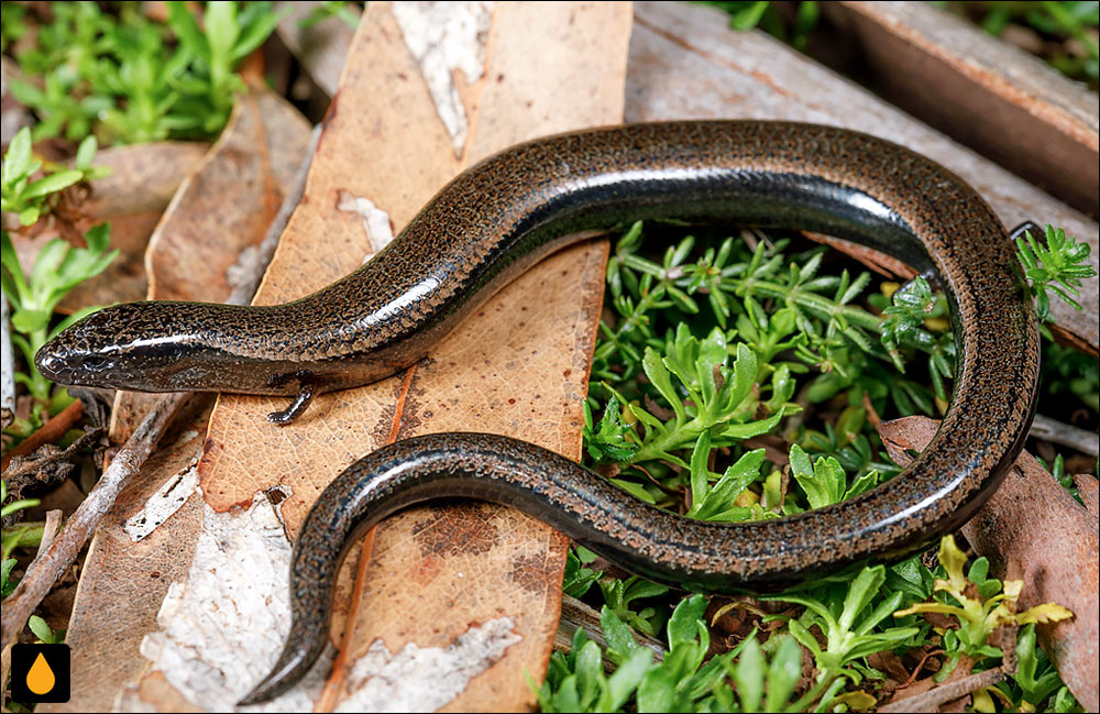 سقنقور سه‌انگشت شکم‌زرد