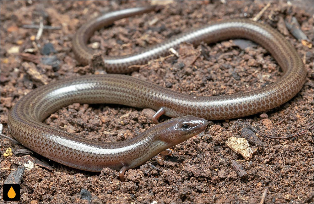 سقنقور کرمی پنج‌پنجه