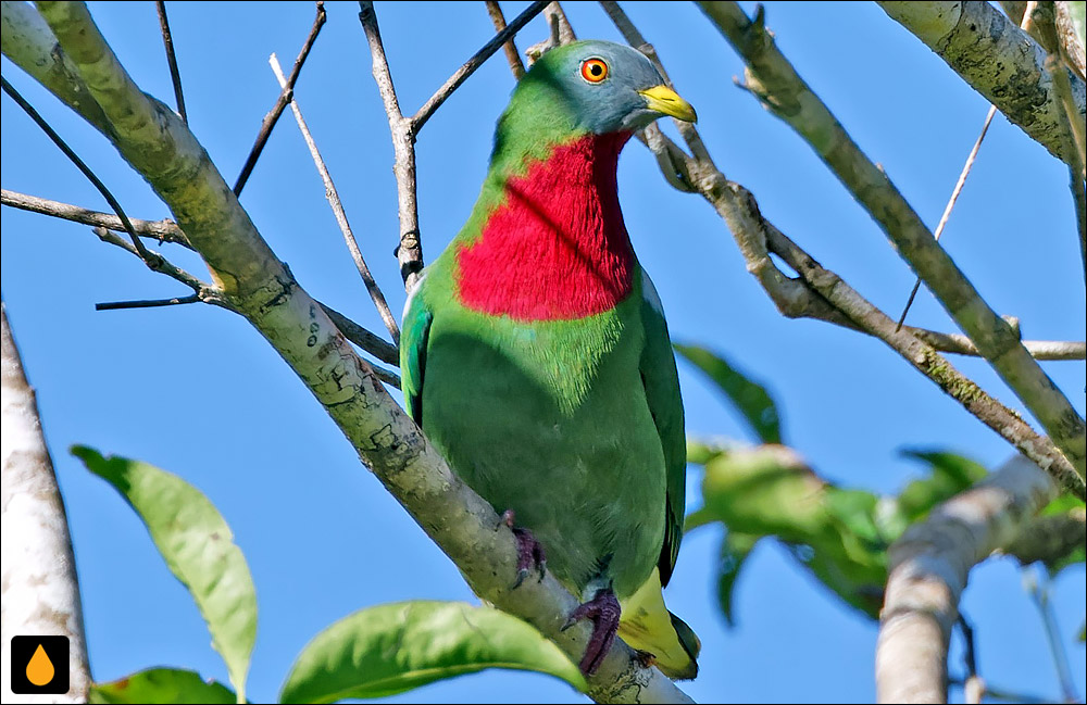 کبوتر میوه‌خوار سینه‌شرابی