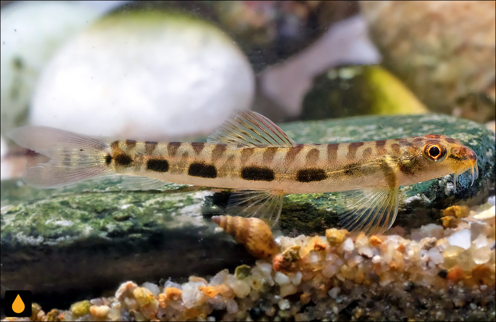 Nemacheilus stigmofasciatus