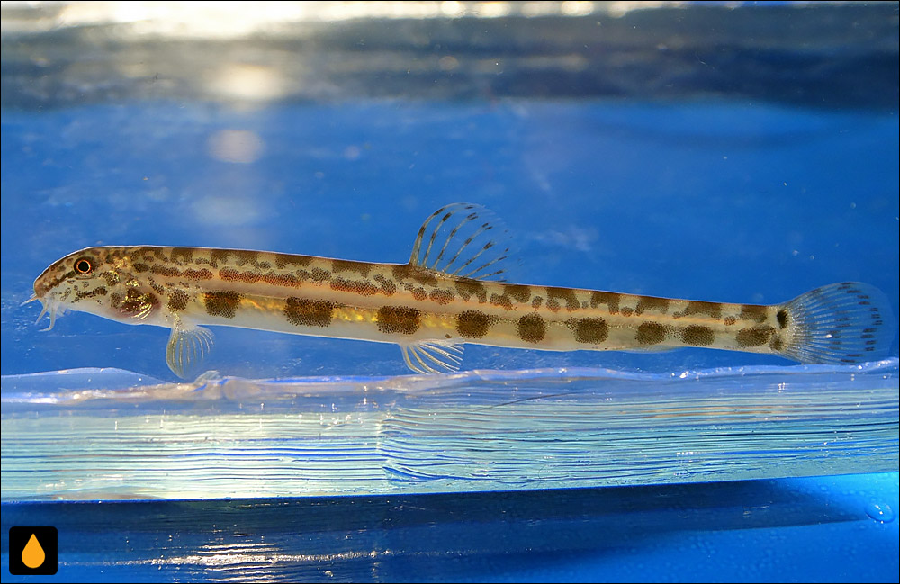 Cobitis magnostriata