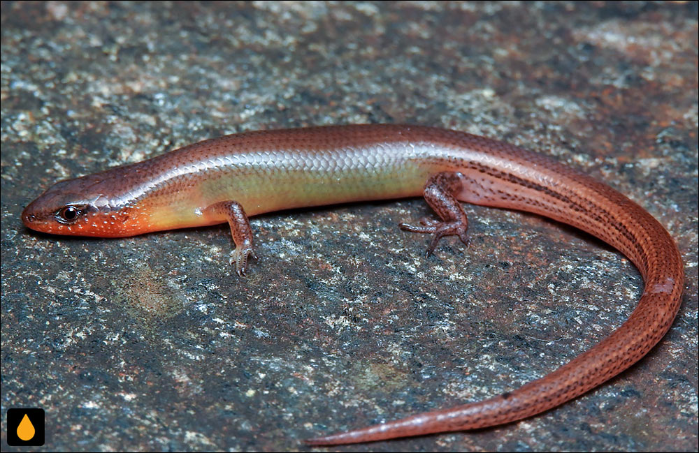 سقنقور درختی پیتر (سقنقور خمش‌پذیر معمولی)