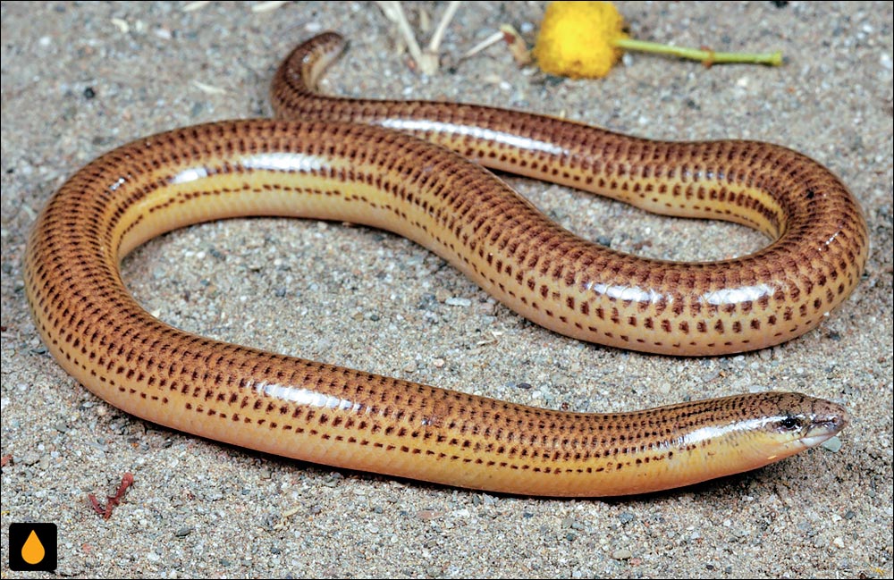 سقنقور بی‌پای دماغه