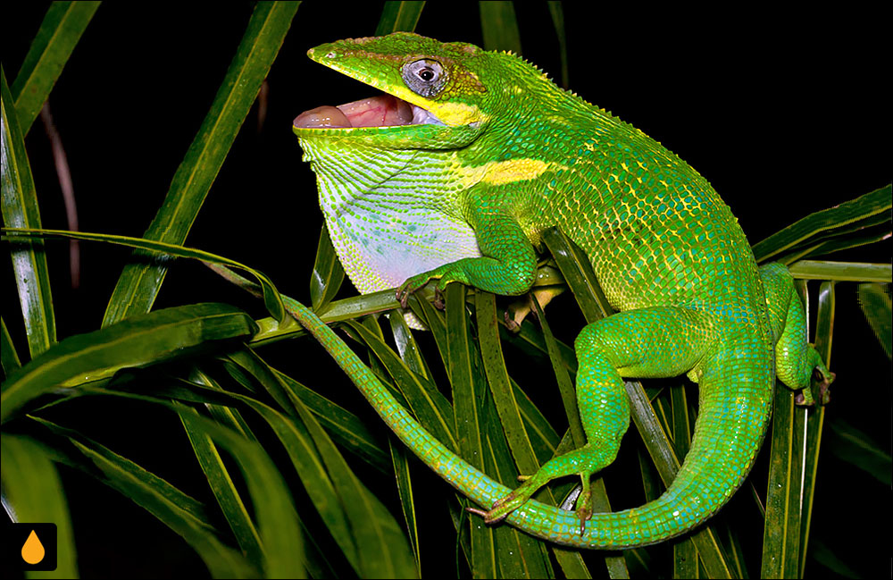 آنول شوالیه