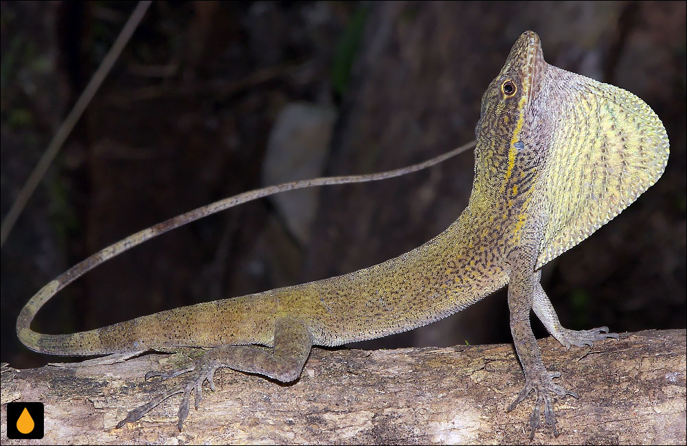 آنول ژاکاره