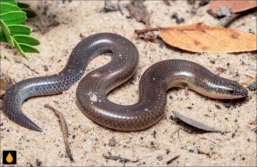 سقنقور آنگولا