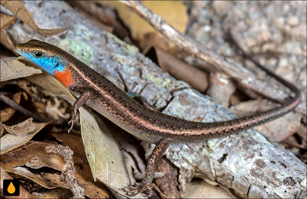 سقنقور رنگینکمانی گلوآبی