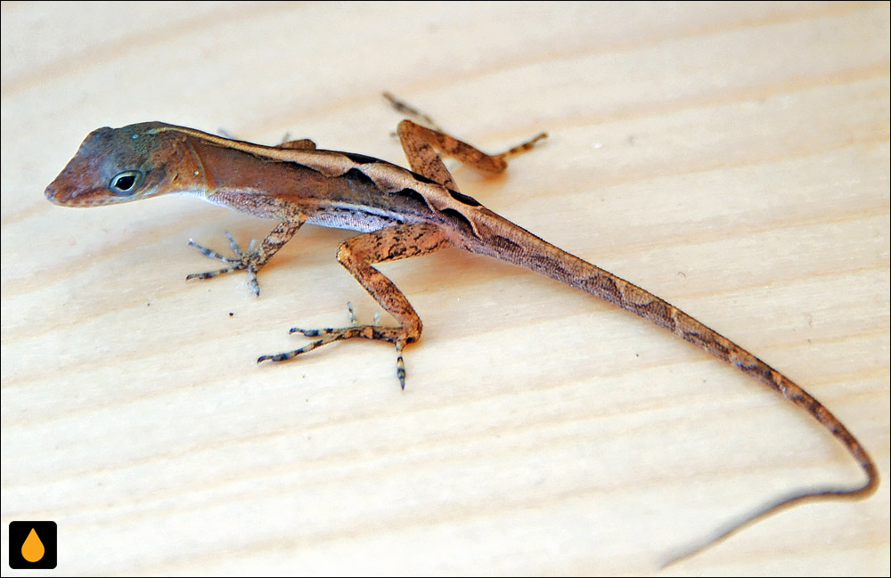 آنول سنت لوسیا