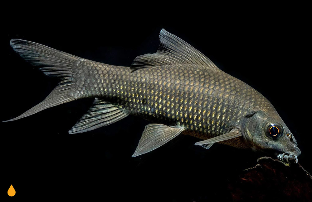 Labeo nigrescens