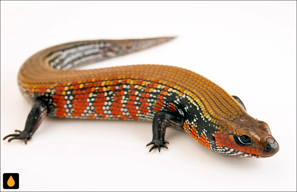 سقنقور آتشین