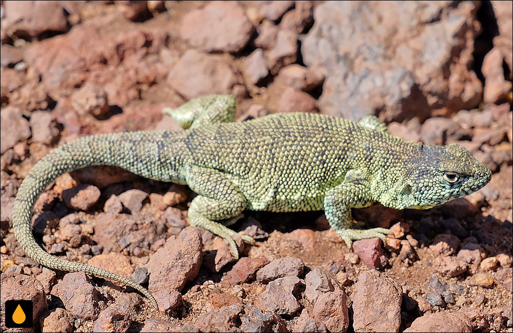 مارمولک پوریتاما