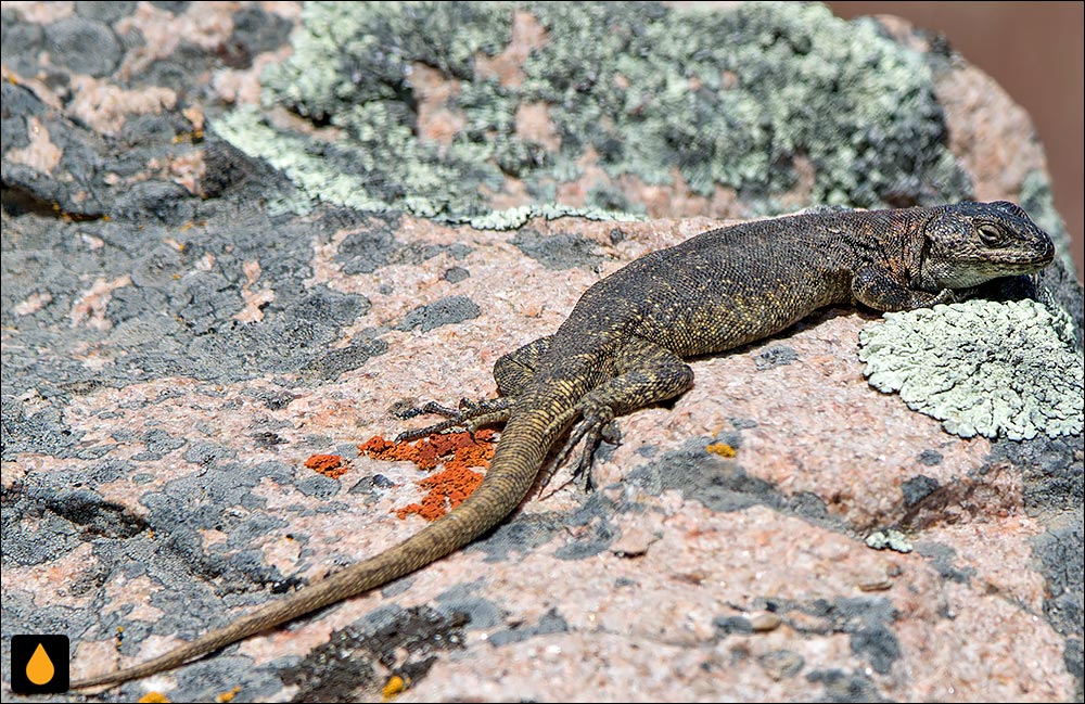 ایگوآنای درختی کریگ