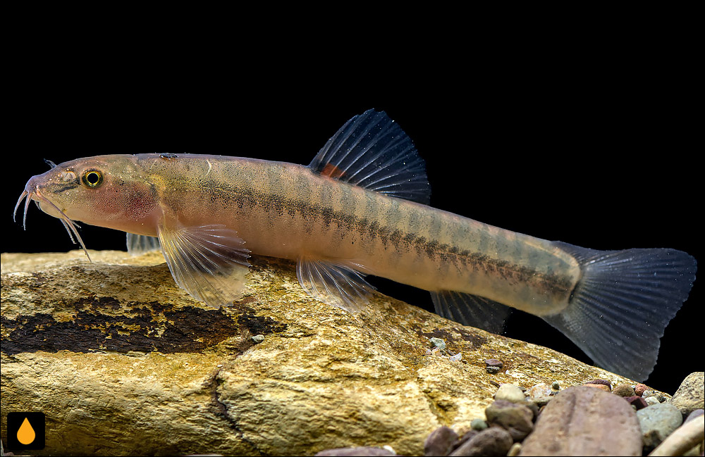 Schistura menanensis