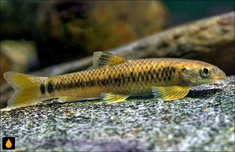Parapsilorhynchus alluriensis