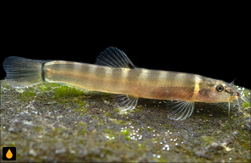Schistura robertsi