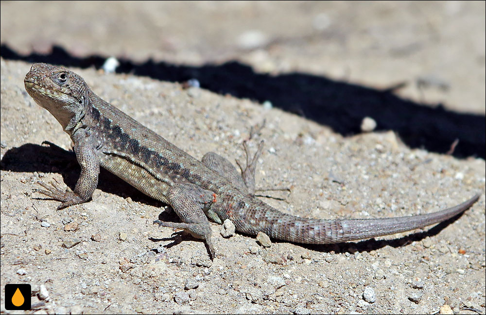 ایگوآنای درختی پیک