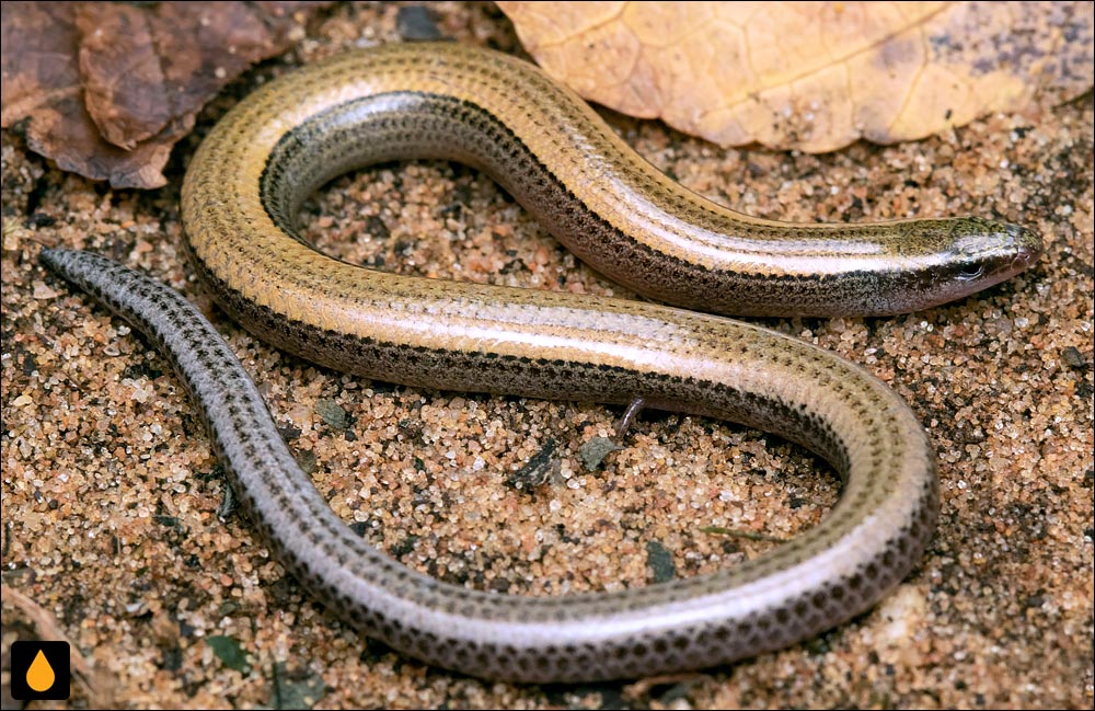 سقنقور دالانساز کوتولهی پستولد